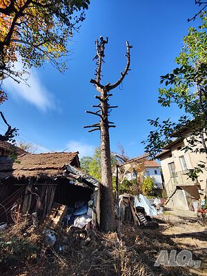 Рязане на опасни дървета