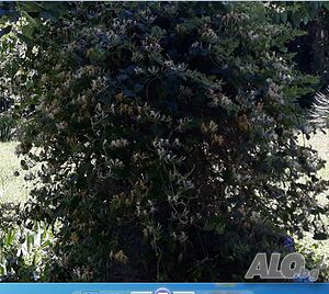image_2