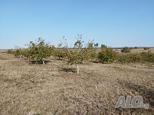image_4