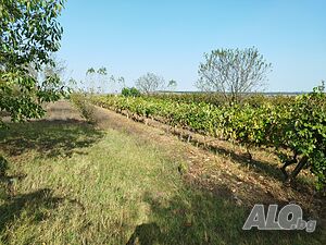 image_6