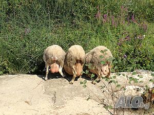 image_7