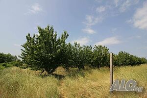 Черешова градина