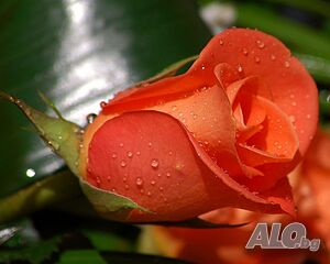 Търся дама с естествен бюст