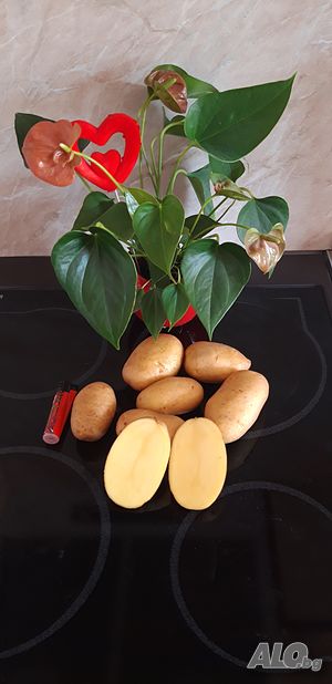 Продавам картофи
