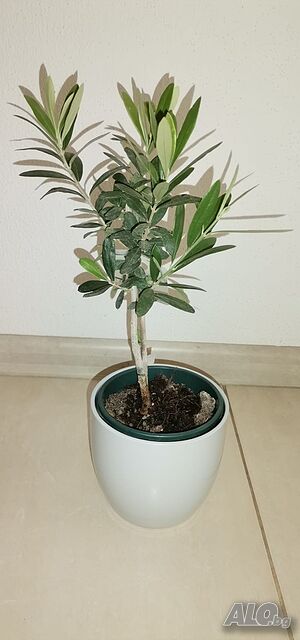 Маслина -Olea europaea Mini