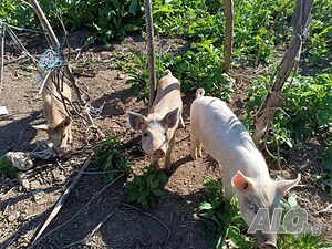 image_2