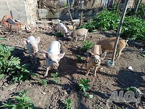 image_5