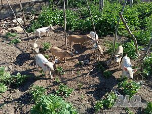 image_6