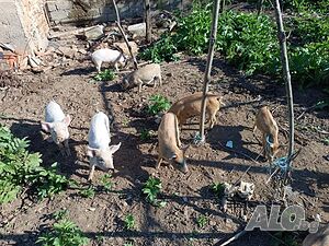 image_8