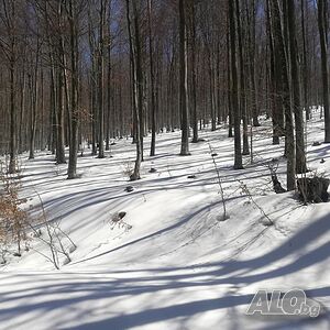 image_61