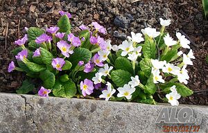 image_21