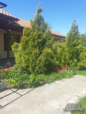 image_10