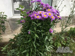 image_19