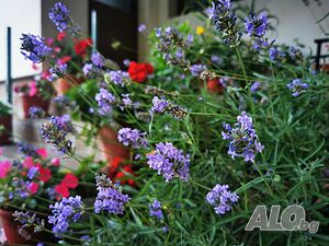 image_38