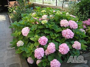 image_18