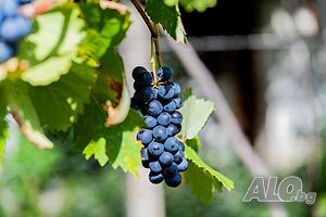 image_14