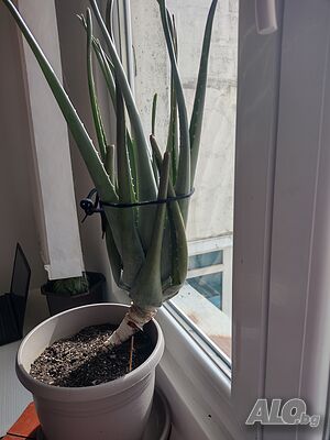 image_2