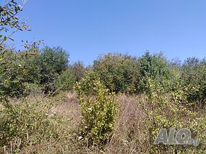 image_3