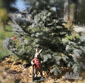 image_6