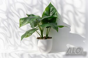 image_26