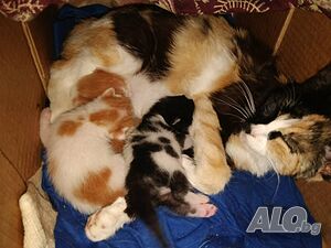 Подаряваме малки сладки котенца