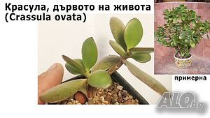 Красула, дървото на живота (Crassula ovata) 10-15 см сукулентно растение