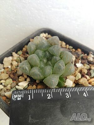 Хавортия коопери (Haworthia cooperi var. obtusa), сукулентно растение