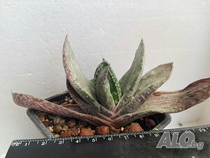Гастерия (Gasteria cv. Isomatsu variegata), сукулентно растение