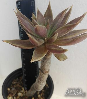 Ешеверия (Echeveria Bifida New Hybrid), сукулентно растение
