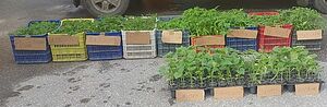 Продавам разсад домати краставици тиквички пипер