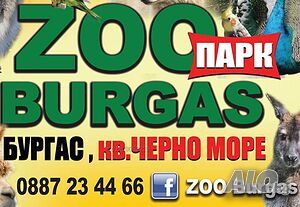 помощник в кухня